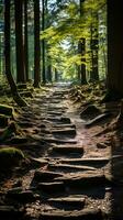 skog flod tystnad lugn nåd landskap harmoni resten stillhet enhet harmoni fotografi foto