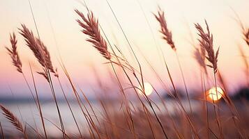 blommor fokus solnedgång lugn nåd landskap zen harmoni stillhet enhet harmoni fotografi foto