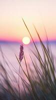 blommor fokus solnedgång lugn nåd landskap zen harmoni stillhet enhet harmoni fotografi foto