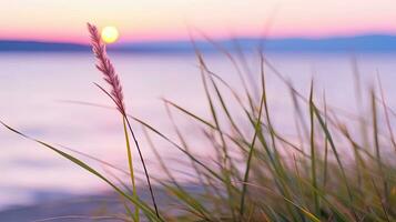 blommor fokus solnedgång lugn nåd landskap zen harmoni stillhet enhet harmoni fotografi foto