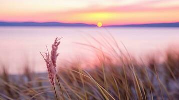 blommor fokus solnedgång lugn nåd landskap zen harmoni stillhet enhet harmoni fotografi foto