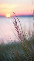 blommor fokus solnedgång lugn nåd landskap zen harmoni stillhet enhet harmoni fotografi foto