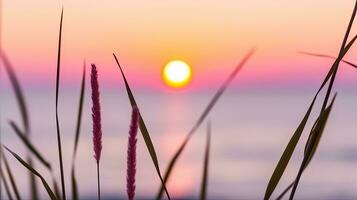 blommor fokus solnedgång lugn nåd landskap zen harmoni stillhet enhet harmoni fotografi foto