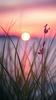 blommor fokus solnedgång lugn nåd landskap zen harmoni stillhet enhet harmoni fotografi foto