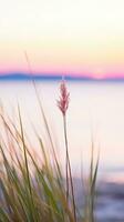 blommor fokus solnedgång lugn nåd landskap zen harmoni stillhet enhet harmoni fotografi foto