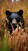 Björn grizzly dold rovdjur fotografi nationell geografisk stil 35mm dokumentär tapet foto