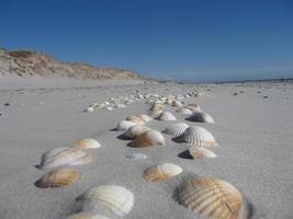 skaldjur conch på stranden av blavand ho danmark foto