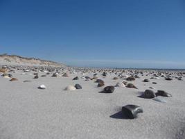 skaldjur conch på stranden av blavand ho danmark foto