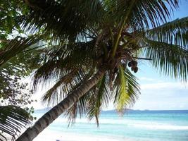 lång strand vid tortola - brittiska jungfruöarna foto