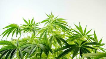 cannabis växt isolerat på vit bakgrund. cannabis växa drift. Rättslig marijuana odling. ai-genererad foto