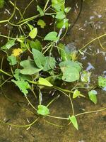 vatten morgon- ära, också känd som vatten spenat eller kangkong, är en mångsidig och vibrerande vegetabiliska den där trivs i vatten- miljöer. foto
