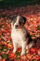 närbild porträtt av tricolor australisk herdehund sitter på gräset i en naturlig park njuter av solnedgången foto