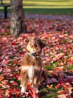 porträtt brun australisk herdehund med heterokromi och blå choler på halsen, tittar upp, på en hösteftermiddag i offentlig park foto