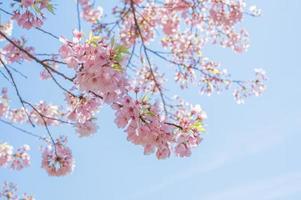 porträtt av grenar av ett körsbär med blommor på en klar himmel foto