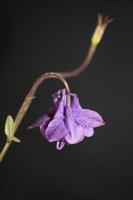 blomma blommande bakgrund aquilegia vulgaris familj ranunculaceae