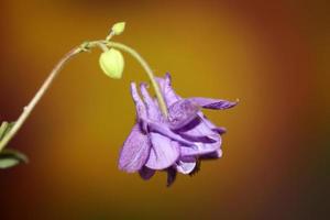 blomma blommande bakgrund aquilegia vulgaris familj ranunculaceae foto