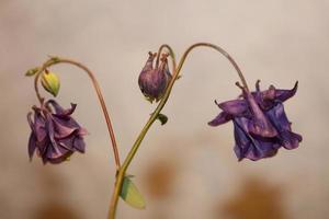 vild blomma bakgrund aquilegia vulgaris familj ranunculaceae foto