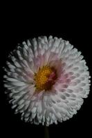 blomma blomning bellis perennis l. familj kompositer modern bakgrund foto