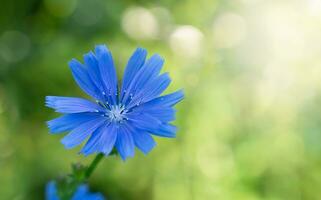 enda av blå blomma med suddig grön bakgrund med skön bokeh. närbild. selektiv fokus. foto