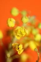 blomma blomning berberis aquifolium familj berberidaceae makro skjuta foto