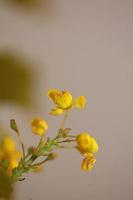 blomma blomning berberis aquifolium familj berberidaceae makro skjuta foto
