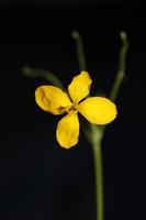 blomma blommar nära chelidonium majus familj papaveraceae foto