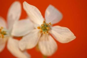 blomma blommar närbild choisya ternata familj rutaceae hög kvalitet foto