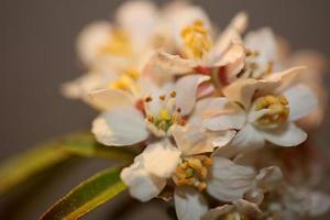 blomma blommar närbild choisya ternata kunth familj rutaceae makro foto