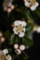 blomma blommar närbild cotoneaster dammeri familjen rosaceae botanik