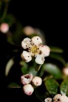 blomma blommar närbild cotoneaster dammeri familjen rosaceae botanik