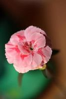 blomma blomning makro dianthus caryophyllus familj caryophyllaceae foto