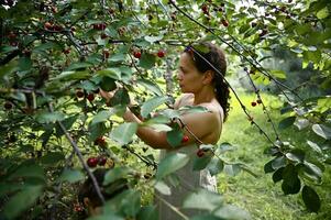 se genom körsbär träd grenar till en lugn kvinna plockning körsbär i de fruktträdgård. körsbär plockning säsong foto