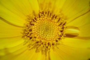 blomma blomning makro botaniska helianthus giganteus familjen compositae foto