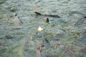 utfodra de fisk i de tempel med bröd. foto