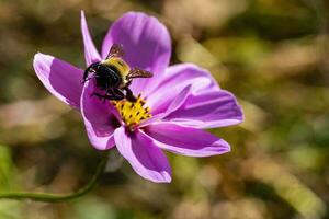 pollinator bi gör de jobb foto