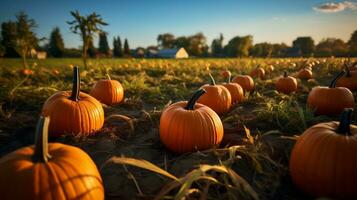 pumpa lappa på solig höst dag. färgrik pumpor redo för halloween. foto