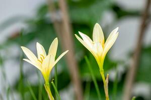 regnliljablomma som blommar i trädgården foto