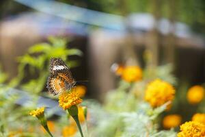 färgrik fjäril är dricka nektar och pollinerande gul-orange blommor i de mitt ibland av en blomma trädgård. de skönhet av naturens arbete. foto