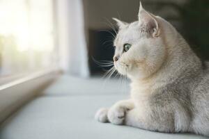 stänga upp, brittiskt kort hår katt ser på de kamera. söt kattunge sällskapsdjur, mjuk päls, grå vit. foto