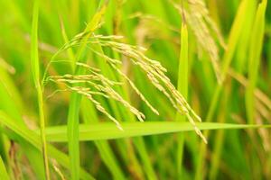 mogna irländare ris fält innan skörda, mogna irländare ris växande i ris fält foto
