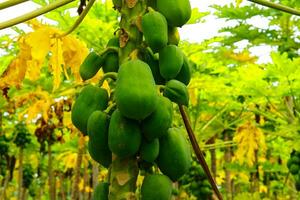 massor av grön papaya växande på en papaya träd, papaya frukt av papaya träd i de trädgård foto