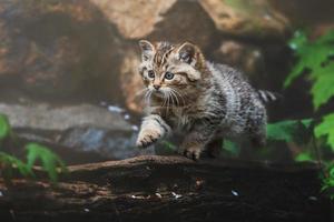 europeisk vildkatt detalj porträtt katt kattunge foto