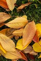 orange gul höst löv topp se. höst säsong estetisk naturlig bakgrund foto
