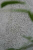 tom cement vägg yta med suddig grön löv, sand cement vägg bakgrund med grön blad foto