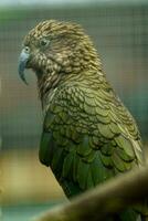 porträtt av kea i Zoo foto