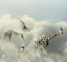 giraff i himlen foto