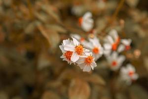 vintage stil sommar blomma bakgrund foto