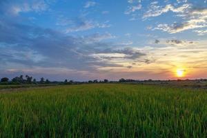 risfält och utsikt över solnedgångshimlen foto