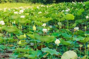 lotusfält vid floden foto