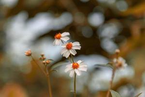 vintage stil sommar blomma bakgrund foto